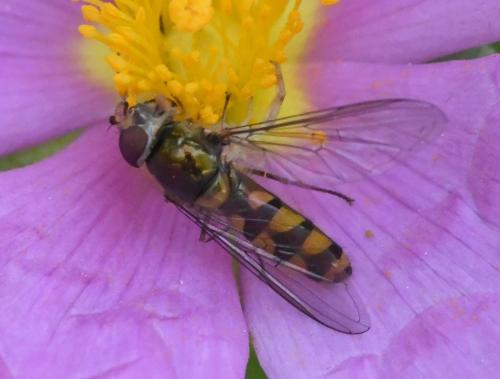 Réf. 228 792 : Meliscaeva auricollis